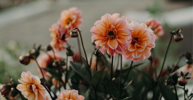 Functional Medicine